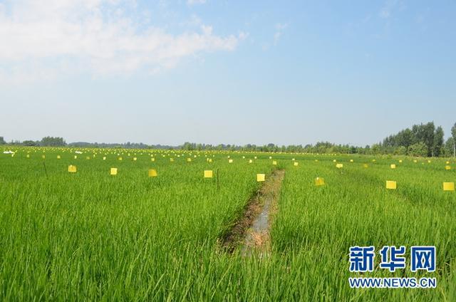 湖北安陸:破解農(nóng)業(yè)面源污染難題 構(gòu)筑生態(tài)農(nóng)業(yè)安全屏障